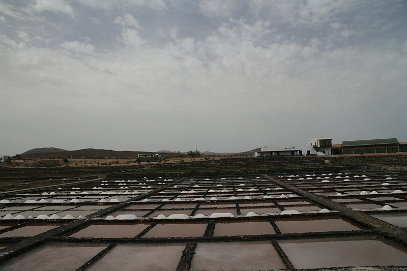 Kanary_2010 196